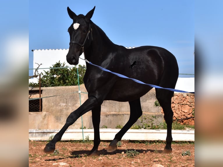 Andalou Jument 1 Année 165 cm Noir in Menorca