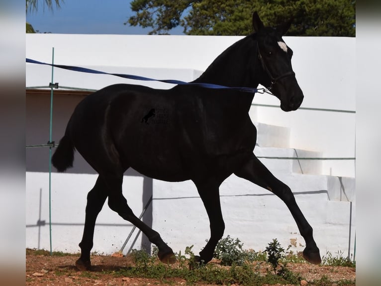 Andalou Jument 1 Année 165 cm Noir in Menorca