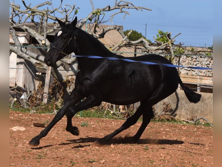 Andalou Jument 1 Année 165 cm Noir in Menorca