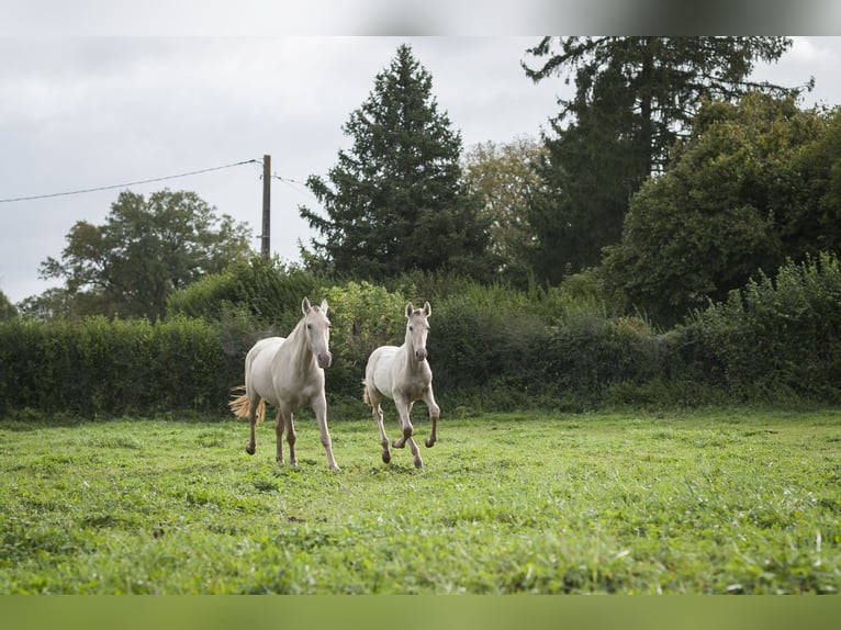 Andalou Jument 1 Année in Loye sur Arnon