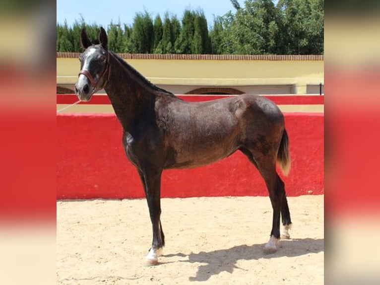 Andalou Jument 1 Année Gris in Badajoz