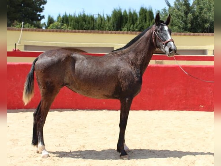 Andalou Jument 1 Année Gris in Badajoz