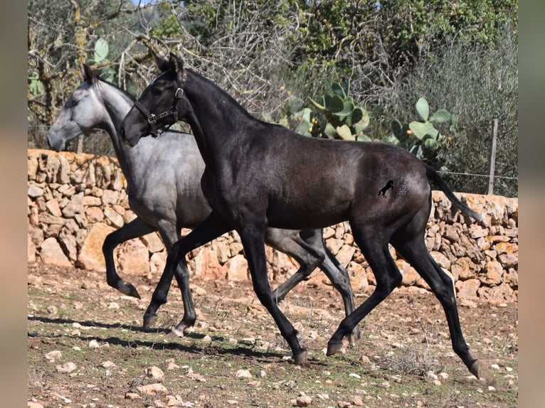 Andalou Jument 1 Année Gris in Mallorca