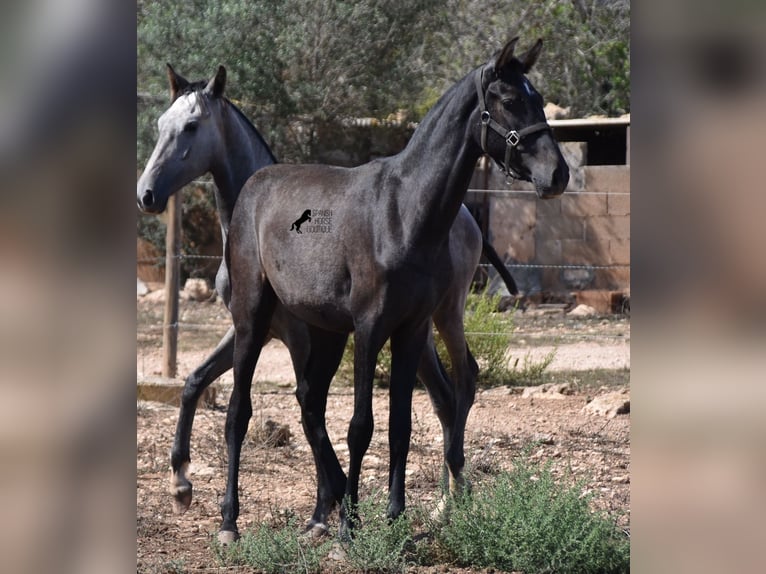 Andalou Jument 1 Année Gris in Mallorca