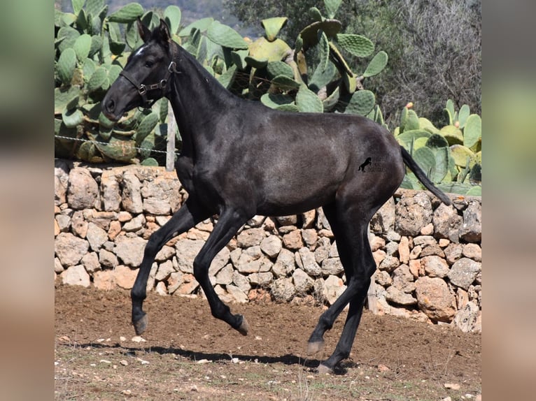 Andalou Jument 1 Année Gris in Mallorca