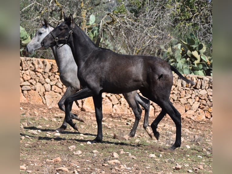 Andalou Jument 1 Année Gris in Mallorca