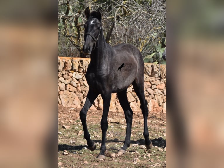 Andalou Jument 1 Année Gris in Mallorca