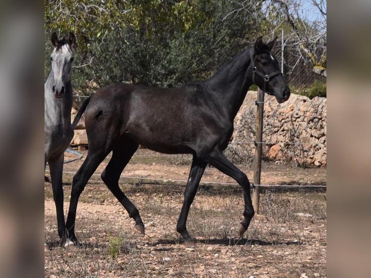 Andalou Jument 1 Année Gris in Mallorca