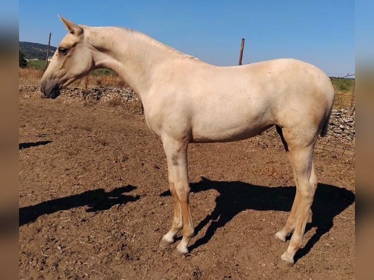 Andalou Jument 1 Année Palomino in Fregenal De La Sierra