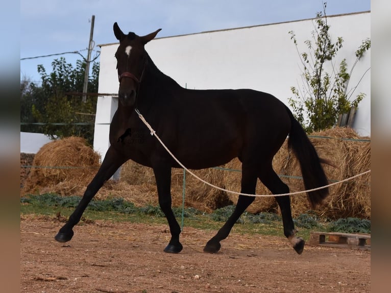 Andalou Jument 20 Ans 158 cm Bai in Menorca