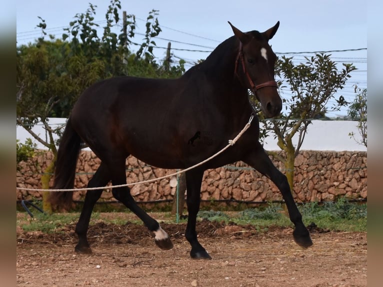 Andalou Jument 20 Ans 158 cm Bai in Menorca