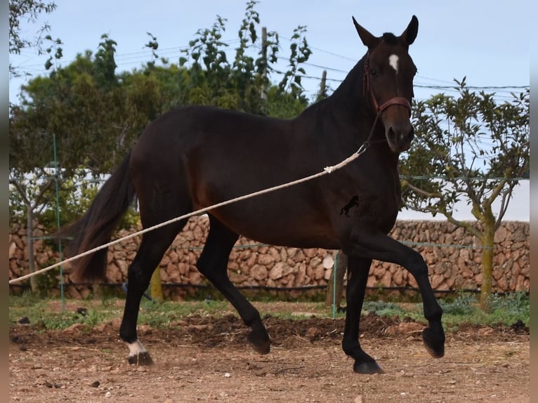 Andalou Jument 20 Ans 158 cm Bai in Menorca