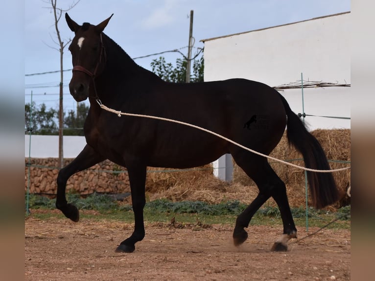 Andalou Jument 20 Ans 158 cm Bai in Menorca