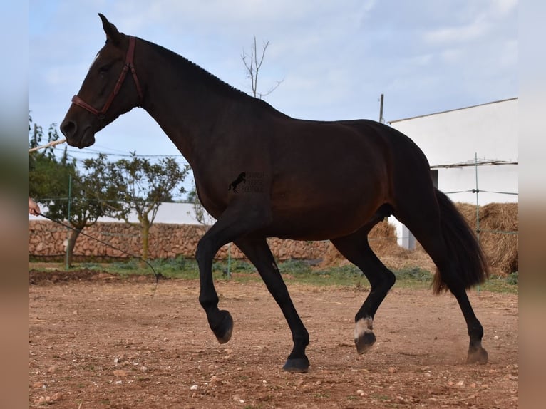 Andalou Jument 20 Ans 158 cm Bai in Menorca