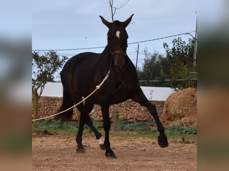 Andalou Jument 20 Ans 158 cm Bai in Menorca