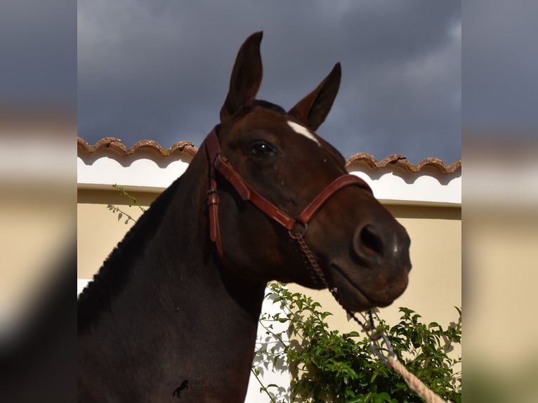 Andalou Jument 20 Ans 158 cm Bai in Menorca