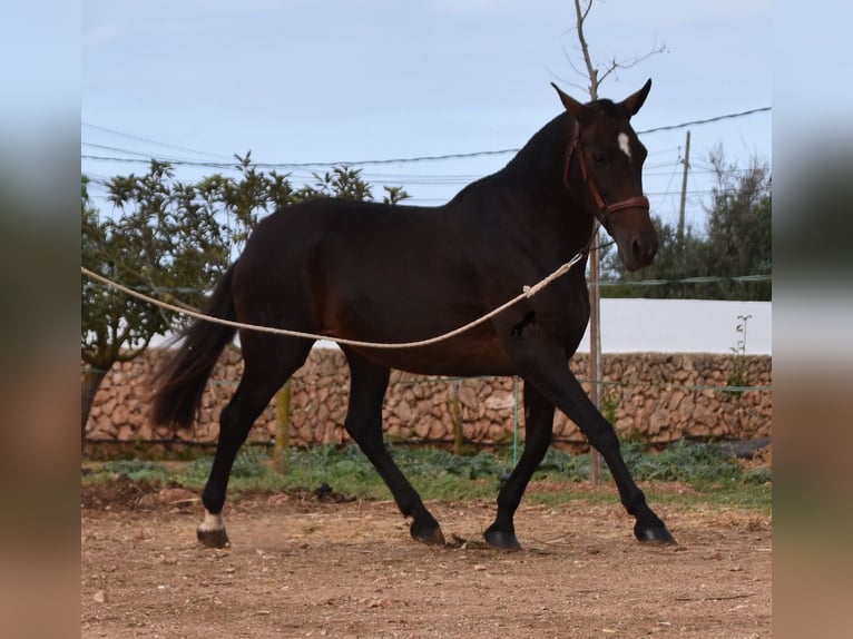 Andalou Jument 20 Ans 158 cm Bai in Menorca