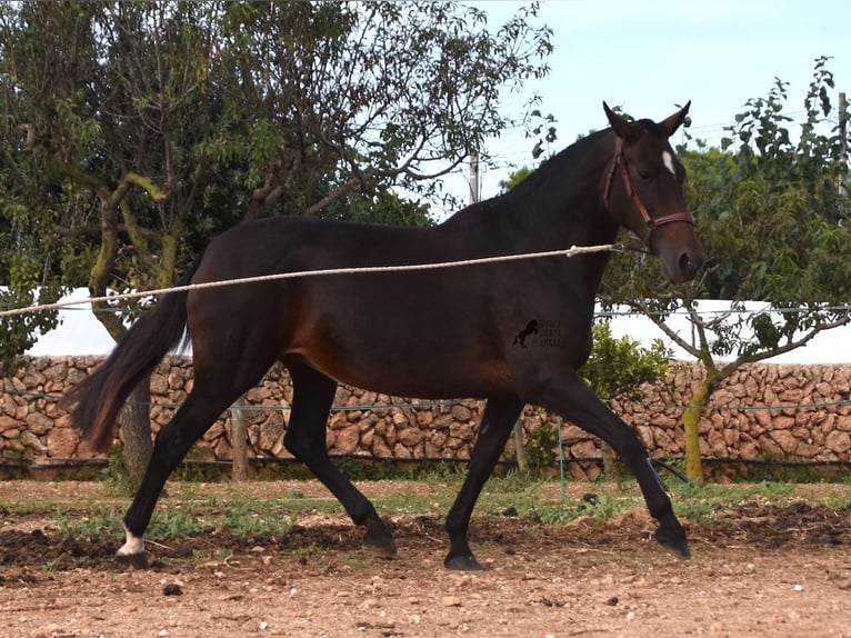 Andalou Jument 20 Ans 158 cm Bai in Menorca