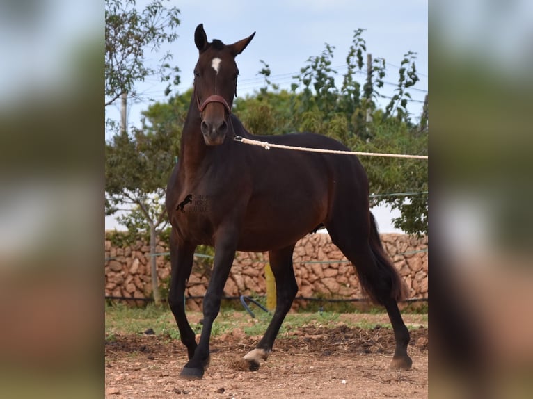 Andalou Jument 20 Ans 158 cm Bai in Menorca