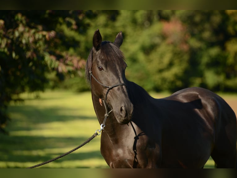 Andalou Jument 25 Ans in Biel-Benken BL