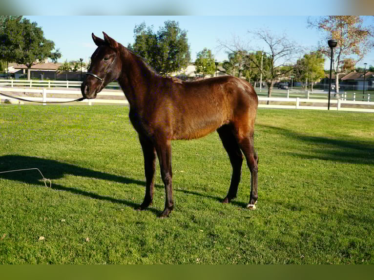 Andalou Jument 2 Ans 142 cm Bai cerise in Corona, CA