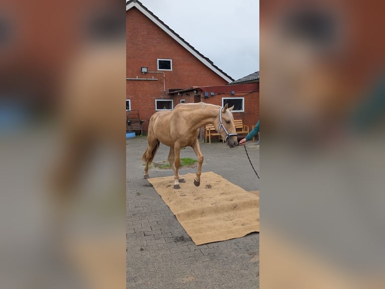Andalou Croisé Jument 2 Ans 150 cm Palomino in Rhede