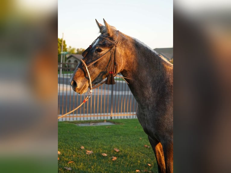 Andalou Jument 2 Ans 152 cm Gris in Corona, CA