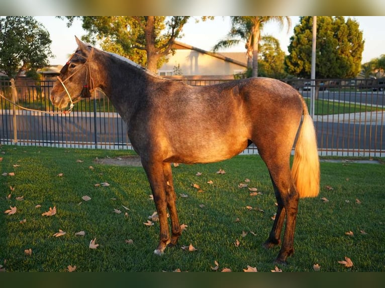 Andalou Jument 2 Ans 152 cm Gris in Corona, CA