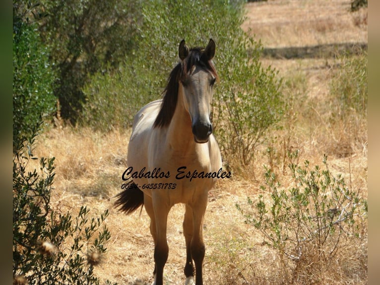 Andalou Jument 2 Ans 152 cm Isabelle in Vejer de la Frontera