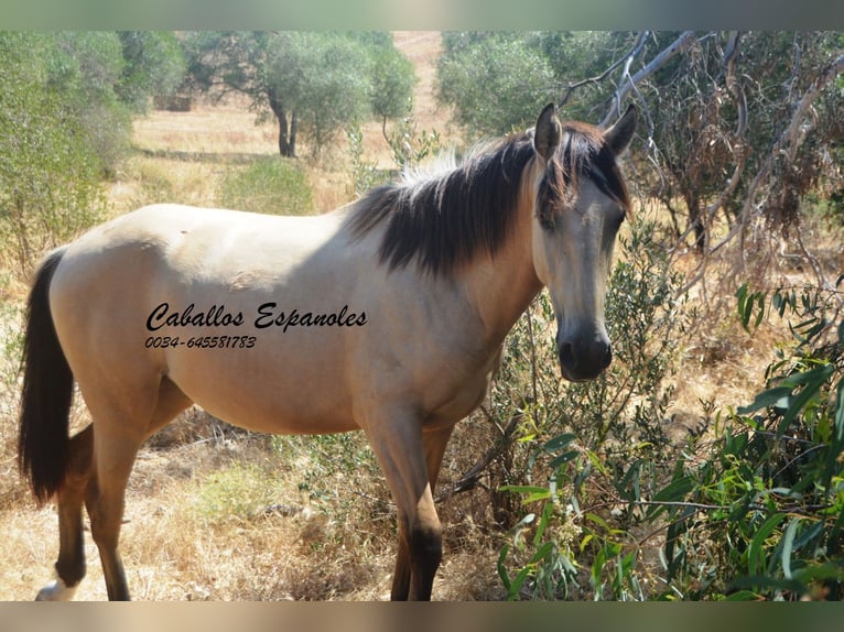 Andalou Jument 2 Ans 152 cm Isabelle in Vejer de la Frontera