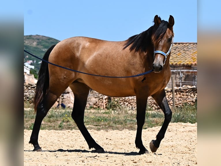 Andalou Jument 2 Ans 153 cm Isabelle in Menorca