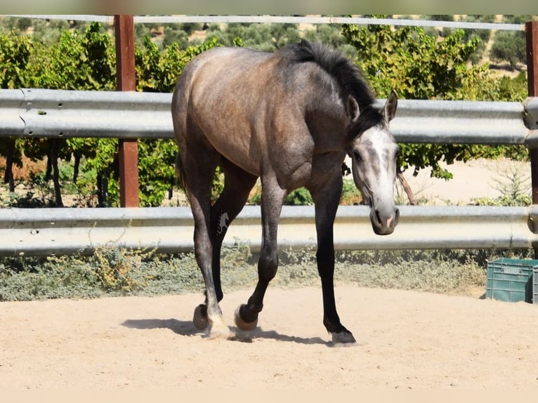 Andalou Jument 2 Ans 154 cm Gris in Provinz Cordoba