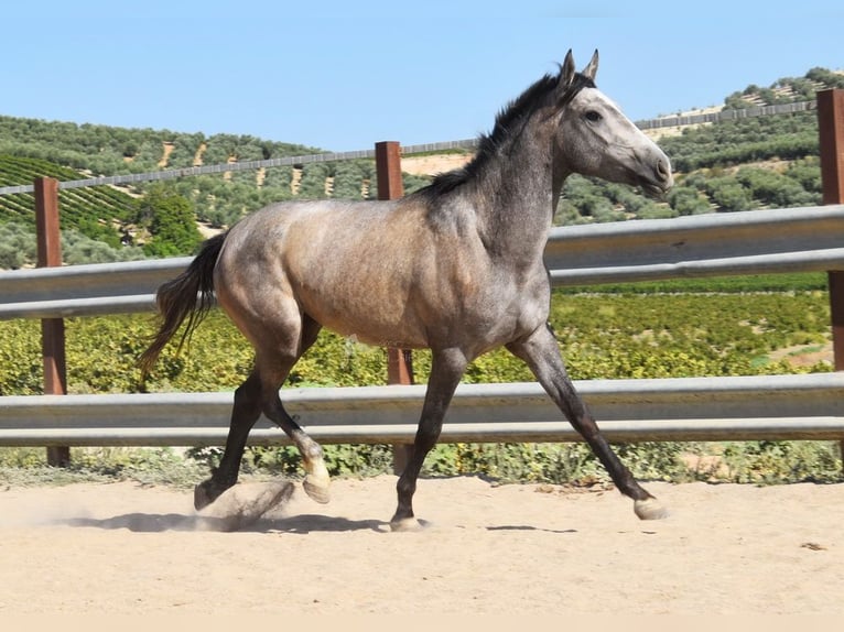 Andalou Jument 2 Ans 154 cm Gris in Provinz Cordoba