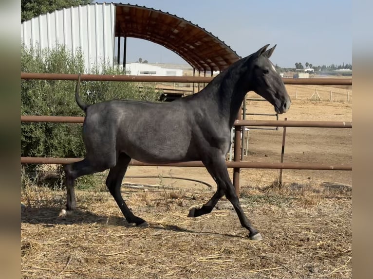 Andalou Jument 2 Ans 156 cm Gris in LebrijaLebrija