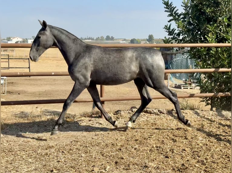 Andalou Jument 2 Ans 156 cm Gris in LebrijaLebrija