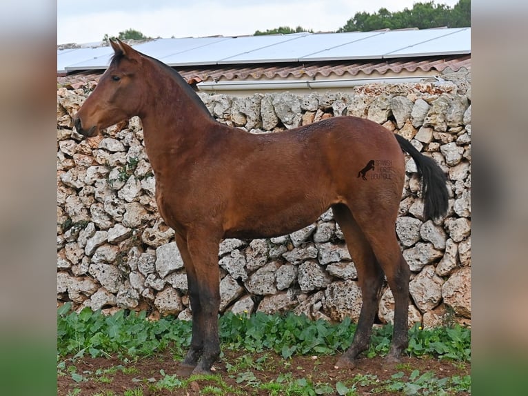Andalou Jument 2 Ans 160 cm Bai in Menorca
