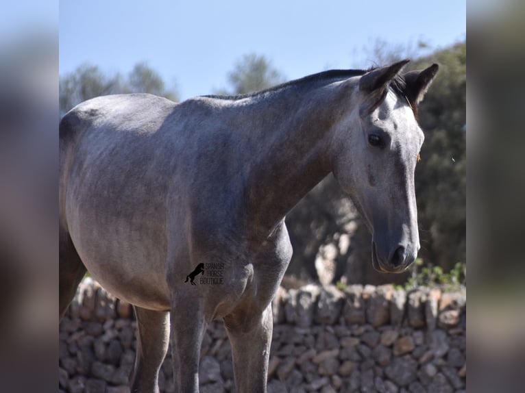 Andalou Jument 2 Ans 160 cm Gris in Mallorca