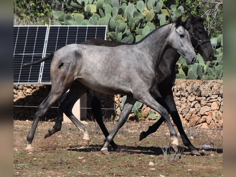 Andalou Jument 2 Ans 160 cm Gris in Mallorca