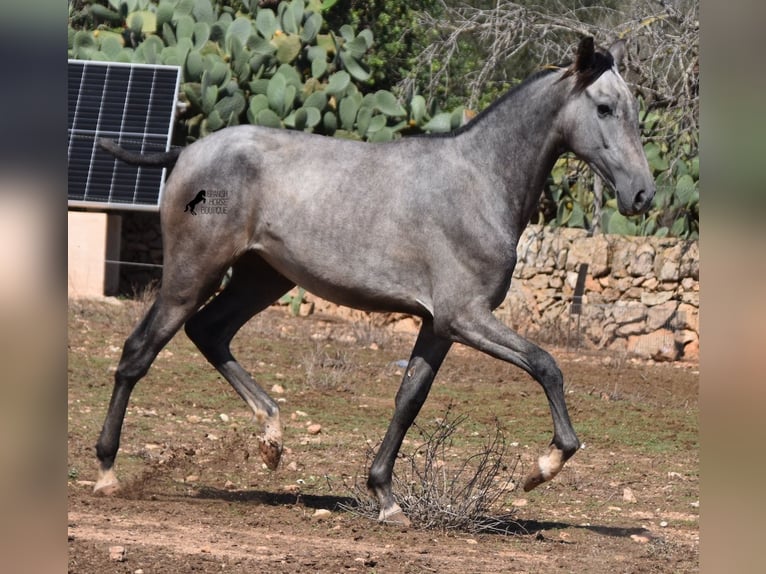 Andalou Jument 2 Ans 160 cm Gris in Mallorca