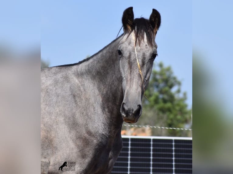 Andalou Jument 2 Ans 160 cm Gris in Mallorca