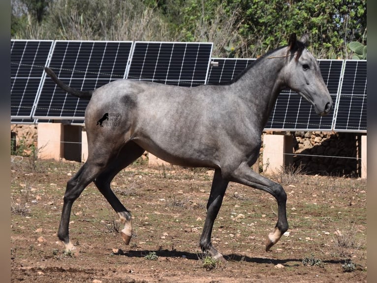 Andalou Jument 2 Ans 160 cm Gris in Mallorca