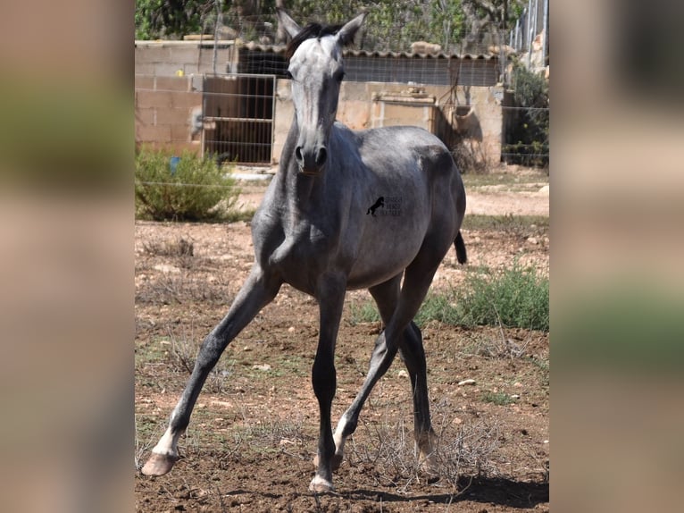 Andalou Jument 2 Ans 160 cm Gris in Mallorca