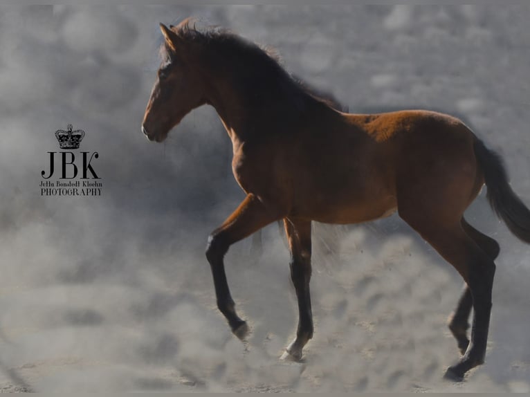 Andalou Jument 2 Ans 160 cm Peut devenir gris in Tabernas Almeria