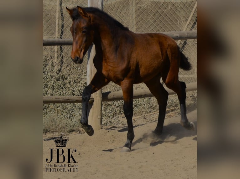 Andalou Jument 2 Ans 160 cm Peut devenir gris in Tabernas Almeria