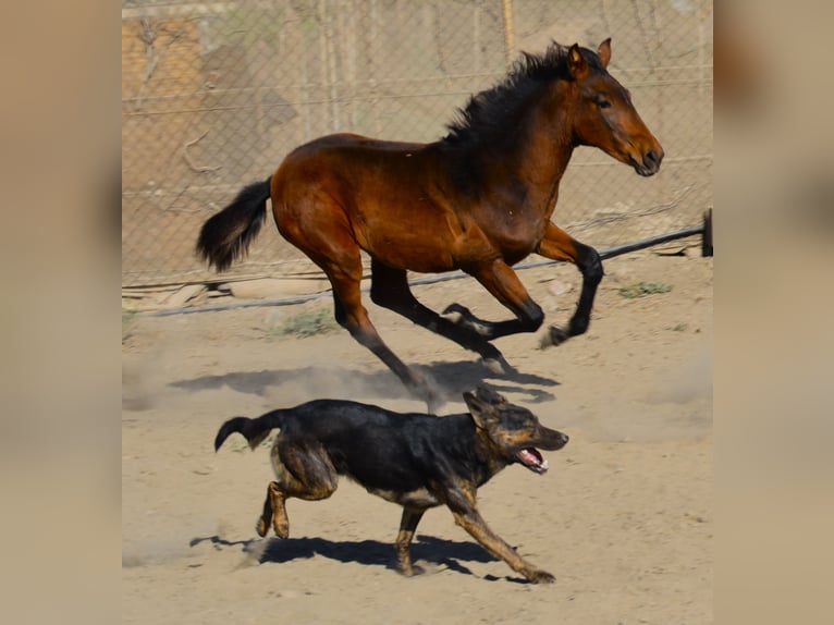 Andalou Jument 2 Ans 160 cm Peut devenir gris in Tabernas Almeria