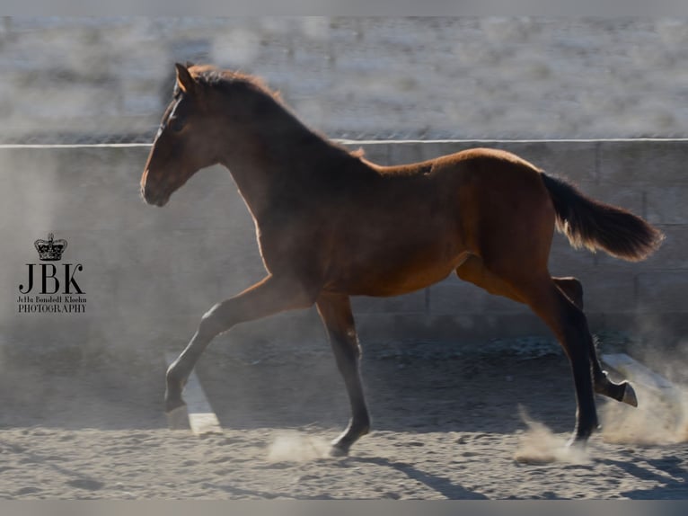 Andalou Jument 2 Ans 160 cm Peut devenir gris in Tabernas Almeria