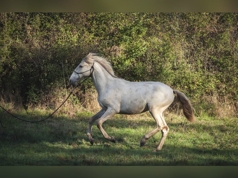 Andalou Jument 2 Ans 162 cm Perle in Loye sur Arnon
