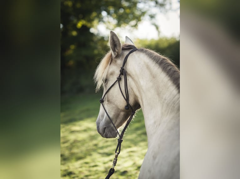 Andalou Jument 2 Ans 162 cm Perle in Loye sur Arnon