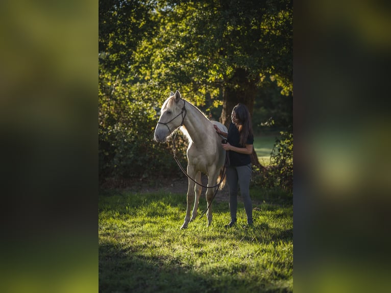 Andalou Jument 2 Ans 162 cm Perle in Loye sur Arnon