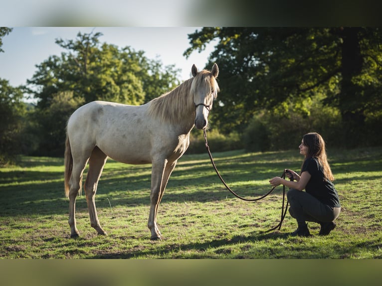 Andalou Jument 2 Ans 162 cm Perle in Loye sur Arnon